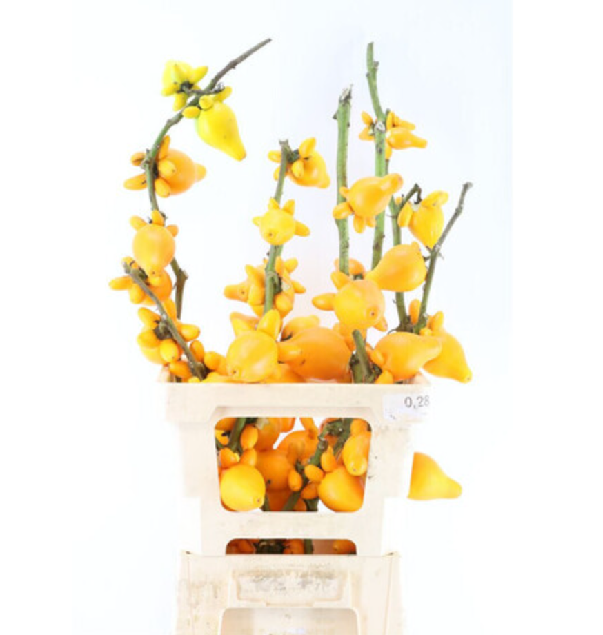 Solanum mammosum 五代同堂果