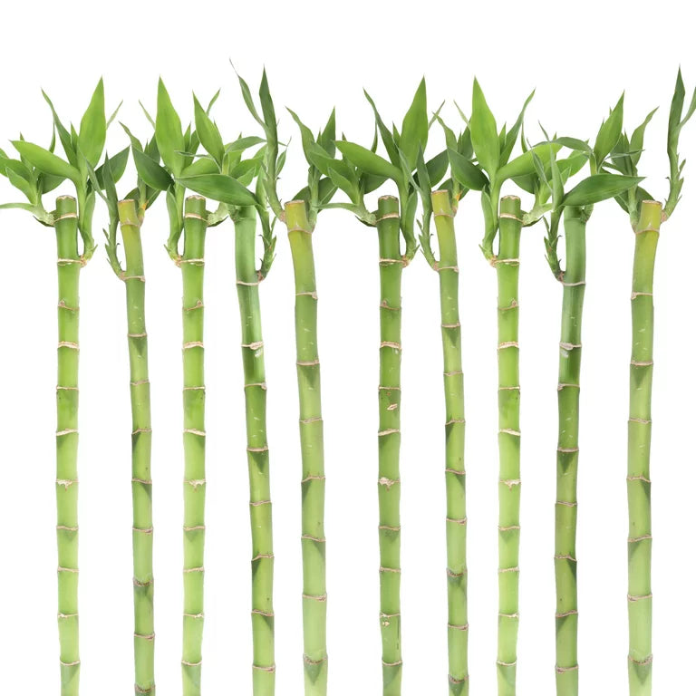 lucky bamboo 中文 Lucky Bamboo 富貴竹 – Tiffany et Fleurs