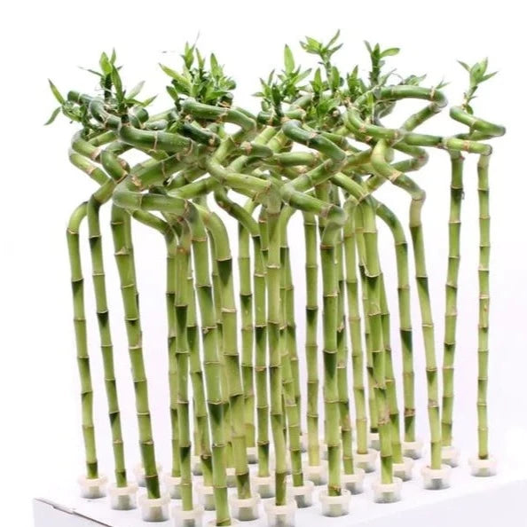 Artistic curled Lucky Bamboo stalks creating a spiral design for interior aesthetics